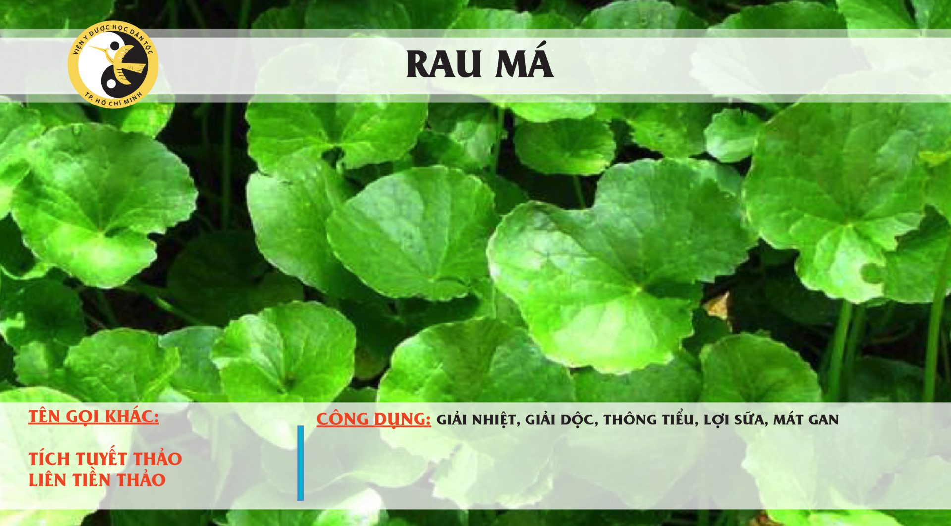 Công dụng của Rau má • Viện Y Dược học dân tộc Thành phố Hồ Chí Minh